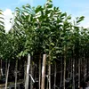 Karneol Halbstamm Produktbild-Vorschau 3