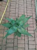 Aloe Marlothii ca. 70 cm - Aloë - Mountain Aloe - Mighty - Náhled obrázku produktu 2