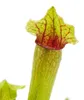 Trubkovitá rostlina - Sarracenia "Fiona" - Masožravá Náhled obrázku produktu 4