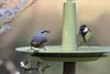 Mangeoire à oiseaux FINCH Plastia olive Voir les images du produit 12