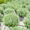 Italienischer XL - Thymian Pflanze - Thymus vulgaris Produktbild-Vorschau 2