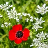 Wildblumenmischung Biodiversität 2 kg = 1000 m² – 62 Arten Produktbild-Vorschau 6