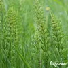 Lavamehl aus Eifeler Urgestein (20 kg - Für 200 m2)- Produktbild-Vorschau 8