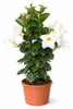 Mandevilla Dipladenia - Trichterblüte - Pyramidenform - Produktbild-Vorschau 1