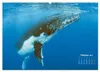 Buckelwale: Aus den blauen Tiefen der Ozeane (Wandkalender Produktbild-Vorschau 5
