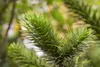 Araucaria araucana, Andentanne, 40–50 cm Produktbild-Vorschau 10