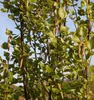 Hänge-Birke ´FASTIGIATA´ 160-170 cm, Cont. 3 l Produktbild-Vorschau 4