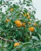 Diospyros kaki 'Vaniglia', Kaki Kakipflaume, 125–150 cm Produktbild-Vorschau 2