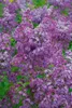 Syringa vulgaris 'Sensation', Flieder, zweifarbig, 60–80 cm Produktbild-Vorschau 10