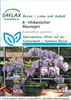 Artikelbild 1 von 'Afrikanischer Blauregen (Bonsai)' aus der Kategorie Bonsaisamen Anteprima dell’immagine prodotto