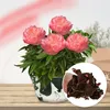 Pfingstrosen Pflanzen Winterhart Coral Passion - 1 Wurzel - Produktbild-Vorschau 1