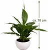 Spathiphyllum Chico 70 cm w ceramicznej doniczce – lilia Podgląd zdjęcia produktu 4