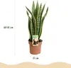 Green boutiQ - Zimmerpflanzen - Sansevieria Laurentii - Produktbild-Vorschau 3