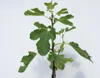 A close-up studio shot of a young fig tree sapling with green leaves against a plain white background. Náhled obrázku produktu