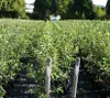 Apfelbaum `Cox Orangenrenette´ - Niedrigstamm, 120-140cm im Produktbild-Vorschau 2