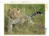 Calvendo Leoparden – Kleiner unterwegs 1000 Teile Puzzle Produktbild-Vorschau 3