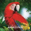 Pegasus Life of the Amazonia, gioco da tavolo Anteprima dell’immagine prodotto 4