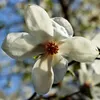 Magnolia Alba Superba 2L Podgląd zdjęcia produktu 5