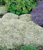 BALDUR Garten 27er Bodendecker-Set Thymian, Pflanzen im 9x9 Produktbild-Vorschau 4