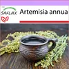 SAFLAX - Palina čínska Qing Hao - Artemisia annua - 250 Náhľad obrázku produktu 8
