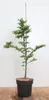 Larix kaempferi, Japanische Lärche, 80–100 cm Produktbild-Vorschau 1