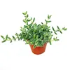 Concombre - Delosperma echinatum - pot de 12cm Voir les images du produit 2