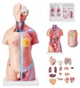 VEVOR Model lidského těla, 23 kusů 455 mm, anatomický model Náhled obrázku produktu 1