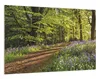 Wallario Wandbild Blaues Hasenglöckchen im Sommerwald, Produktbild-Vorschau 2