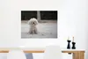 MuchoWow® Poster Ein Malteser beim Gassi gehen 80x60 cm - Produktbild-Vorschau 5