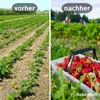 Erdbeermatte in 0,5m Br. (Meterware) 800g/m² einseitig mit Produktbild-Vorschau 3