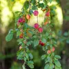 A close-up of a branch with ripe plums hanging from it. Produktbild-Vorschau