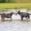 Anello galleggiante Beeztees - Giocattolo per cani - blu - Anteprima dell’immagine prodotto 4