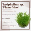 Aquarium Pflanze In Vitro 1 Moos Taxiphyllum 'Flame' Produktbild-Vorschau 2