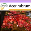 SAFLAX - červený javor - Acer rubrum - 20 Semená Náhľad obrázku produktu 10