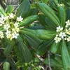 Australischer Lorbeer - Pittosporum tobira  | 50-60 cm in Produktbild-Vorschau 2