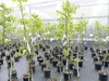 echter Walnussbaum Juglans regia 180 cm Obstbaum winterhart Produktbild-Vorschau 3