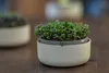 Plastia Urbalive Keimsprosskit für Microgreens, Elfenbein Produktbild-Vorschau 12