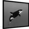 MuchoWow® Gerahmtes Poster Orca - Wasser - Tiere 40x40 cm - Produktbild-Vorschau 1