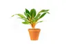 Gardners Chlorophytum Green Orange, průměr 12 cm Náhled obrázku produktu 1