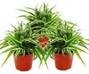 Clorofito 12cm, set di 3, giglio verde Anteprima dell’immagine prodotto 1