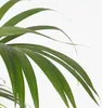 Kencja - Howea forsteriana - Wysokość 130-140cm - ⌀21cm Podgląd zdjęcia produktu 4