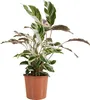 Bloomique - Calathea White Fusion - Roślina pawia - Rośliny Podgląd zdjęcia produktu 1