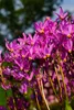 Stauden Gänge 1 x Dodecatheon meadia - Produktbild-Vorschau 5