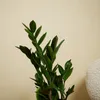 Bloomique - Zestaw 2 szt. - Zamioculcas Zamiifolia - Palma Podgląd zdjęcia produktu 4