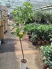 A potted tree in a greenhouse or garden center. Náhled obrázku produktu