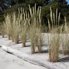 Stauden Gänge 10 x Ammophila arenaria im 1 Liter Topf - Produktbild-Vorschau 1