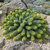 3 x Euphorbia myrsinites (Walzen Wolfsmilch)  - Stauden Produktbild-Vorschau 2