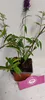 Set mit 3 Schmetterlingssträuchern – Buddleja davidii – Produktbild-Vorschau 4