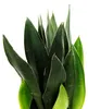 Sansevieria trifasciata "Black Diamond" - cerné konopí - Náhled obrázku produktu 2