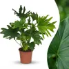 Green boutiQ - Zimmerpflanze - Philodendron - Philodendron Produktbild-Vorschau 1